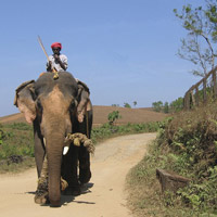 Offer an elephant ride as an auction item.