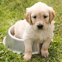 Offer your attendees a unique auction item that allow them to keep their fuzzy best friends groomed and cared for.