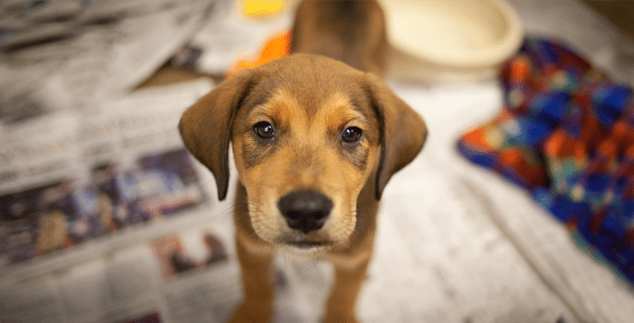 SPCA Dog
