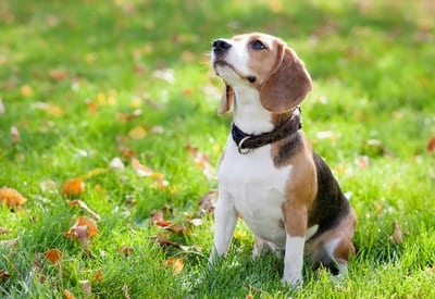Dog walking is a simple item that a volunteer can offer at your auction.