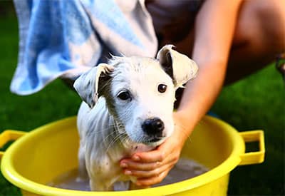 Dog-Wash-DIY Fundraising Ideas