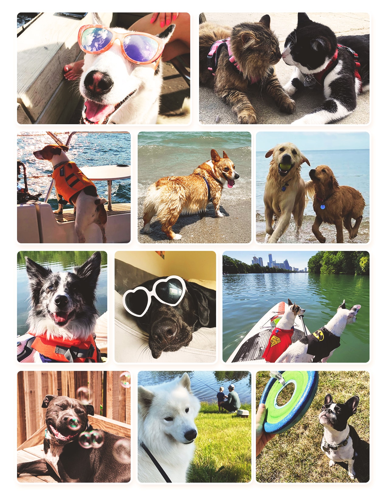 dogs