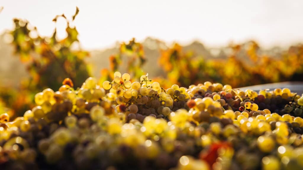 A Taste of Winemaking